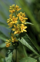 Common yellow willow, Lysimachia vulgaris, also panicle willow or common willow willow, primrose