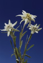 Alpine edelweiss, Leontopodium nivale, plant species from the genus Leontopodium (edelweiss) within
