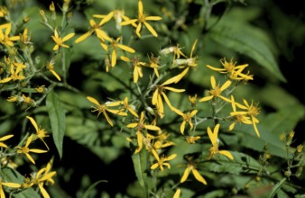 Fox ragwort, fox ragwort, Senecio ovatus, daisy family, in full bloom