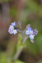 Field forget-me-not, field forget-me-not (Myosotis arvensis), flowers, on a wild field, Wilnsdorf,