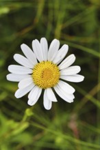 Daisy (Leucanthemum vulgare), flower in a meadow, close-up, macro, Wilnsdorf, North
