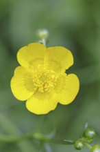 Buttercup, buttercup (Ranunculus acris), yellow flower in a meadow, close-up, Wilnsdorf, North