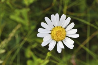 Daisy (Leucanthemum vulgare), flower in a meadow, close-up, macro, Wilnsdorf, North