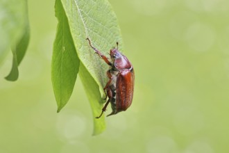 May beetle, wood cockchafer (Melolontha hippocastani), female, on leaf of a willow (Salix caprea),