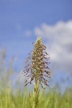 Goat's tongue (Himantoglossum hircinum), inflorescence with open white-purple flowers, in a meadow