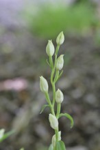 White Helleborine, Pale Helleborine, Cephalanthera damasonium, Orchidaceae, Orchid, Orchidaceae,