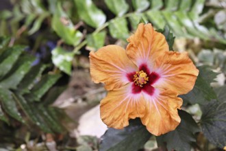 Hibiscus (Hibiscus), close-up of a red flower, houseplant, Wilnsdorf, North Rhine-Westphalia,