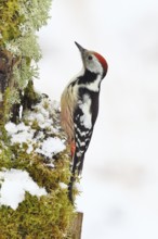 Middle spotted woodpecker (Dendrocopos medius) foraging on a tree stump overgrown with moss and