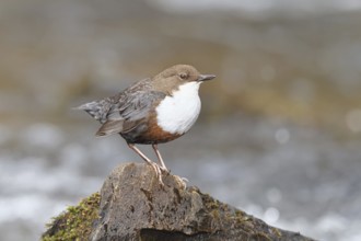 White-throated White-throated Dipper (Cinclus cinclus) standing on a stone in the middle of a