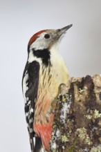 Middle spotted woodpecker (Dendrocopos medius) foraging on dead wood of an oak (Quercus), animal