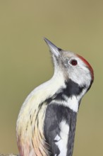 Middle spotted woodpecker (Dendrocopos medius), animal portrait, Wilnsdorf, North Rhine-Westphalia,