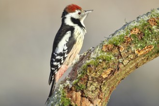 Middle spotted woodpecker (Dendrocopos medius) foraging on a tree stump overgrown with moss and