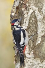 Great spotted woodpecker (Dendrocopus major), male, foraging on the trunk of a common birch (Betula