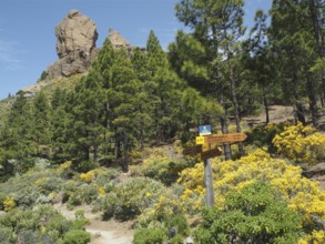 Hiking trail with signs near Roque Nublo, surrounded by pine trees, Gran Canaria, Canary Islands,