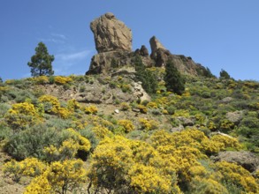Roque Nublo rock formation surrounded by blooming plants under clear sky, Gran Canaria, Canary