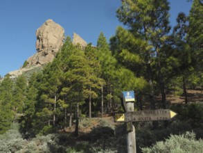 Natural landscape with rocks and conifers, signpost for Roque Nublo, Gran Canaria, Canary Islands,