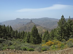View of pine trees in mountainous landscape with blue sky, Roque Bentayga, Gran Canaria, Canary