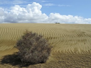 Wide sand dunes with clouds in the sky and a bush in the foreground, dunes of Maspalomas, Gran