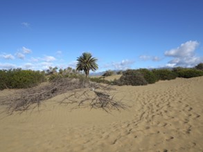 Sand dunes with isolated palm trees and clear skies, desert atmosphere, dunes of Maspalomas, Gran