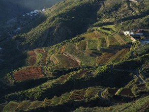 Extensive terraced fields in a hilly landscape in warm sunlight, Cuevas Caidas, Gran Canaria,
