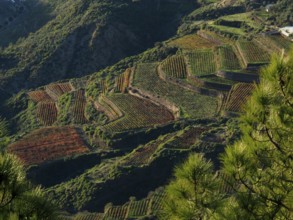 View of terraced fields in the midst of a green mountain landscape, Cuevas Caidas, Gran Canaria,