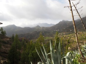 Hilly landscape with lush vegetation and cloudy sky, Cruz Grande, Gran Canaria, Canary Islands,