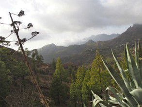 View of hilly landscape with green trees under cloudy sky, Gran Canaria, Canary Islands, Canary
