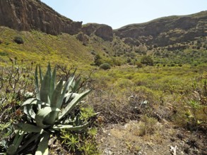 Arid landscape with agaves in the foreground and green valley in the background, Caldera de Bandama