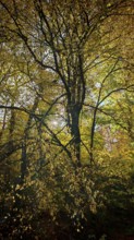 Forest with golden autumn leaves and soft lighting, Rennsteig, Hainich National Park, Thuringian