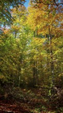 Autumn forest with bright, colorful foliage and natural light, Hainich National Park, Thuringian