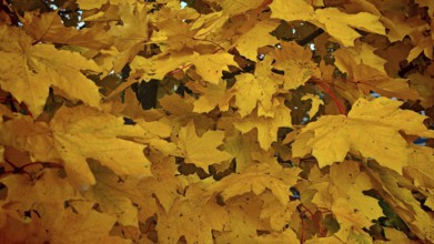 Close-up of bright yellow maple leaves (acer) in autumn, Rennsteig, Franconian Forest nature park
