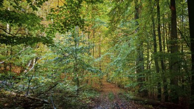 Autumn forest trail surrounded by green trees and foliage, Hainich National Park, Thuringian Forest