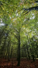 View of an autumnal deciduous forest looking up into the treetops with mostly green leaves and