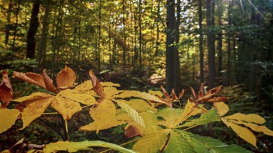 Autumn-colored leaves in the foreground with sunlight falling through the forest, Hainich National