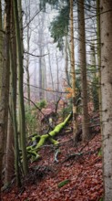 Colourful forest with moss-covered trees and falling autumn leaves, Rennsteig, Thuringian Forest