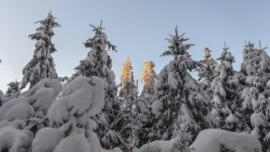 Snow-covered spruce (picea) forest in winter with trees illuminated by the sun, Rennsteig,
