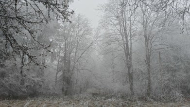 Foggy forest on a frosty winter day, Frankenwald nature park Park, Rensteig