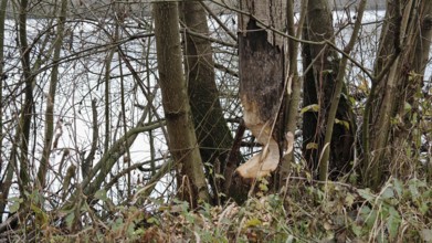 Tree trunks with beaver nibble tracks on the banks of a body of water, Frankenwald nature park Park
