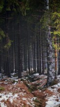 Dense forest with snow-covered soil, dark and quiet atmosphere, Rennsteig, Thuringian Forest nature
