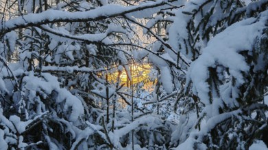 View of the setting winter sun through snow-covered branches, cold twilight atmosphere, Rennsteig,