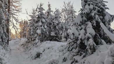 Snow-covered path through dense trees, spruces (picea) in a quiet winter forest at sunset,
