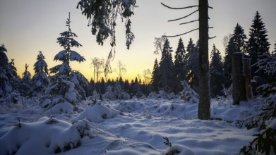 Snowy forest landscape with spruce trees (picea) in the evening light with a quiet and peaceful