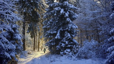 Snow-covered forest path in the sunlight, lined with tall spruce trees (picea), peaceful winter