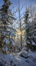 Snow-covered spruce (picea) forest with sunrays shining through the trees, peaceful winter