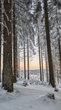 Tall spruce (picea) trees in a snowy forest, sunset in the background, quiet atmosphere, Rennsteig,