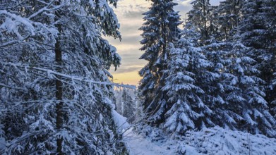 A snow-covered forest path at dusk flanked by tall spruce trees (picea) in a quiet winter