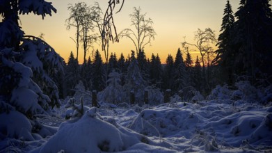 Snow-covered forest, spruce (picea) trees at sunset with a quiet, picturesque atmosphere,