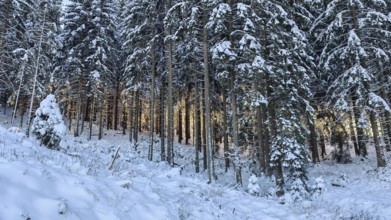 Winter forest spruce (picea) with snow cover and translucent sunlight, Rennsteig, Thuringian Forest