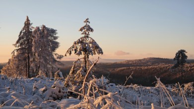 Winter landscape with hills and trees in the evening light, Rennsteig, Thuringian Forest nature