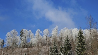 Snowy treetops of a forest against a blue sky, Rennsteig, Thuringian Forest nature park Park